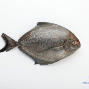 கருப்பு வவ்வால் மீன் <BR>BLACK-POMFRET