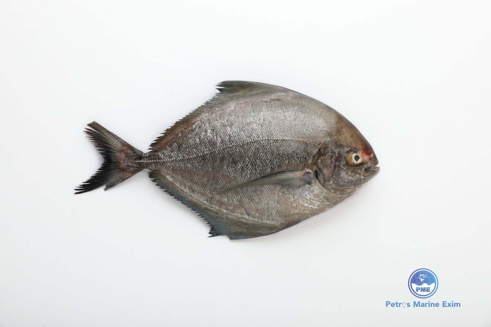 கருப்பு வவ்வால் மீன் <BR>BLACK-POMFRET
