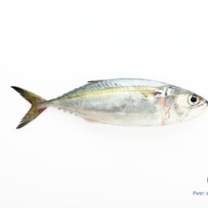கானாங்கெழுத்தி மீன்<BR> INDIAN-MACKERL-KANAKATHA-FISH