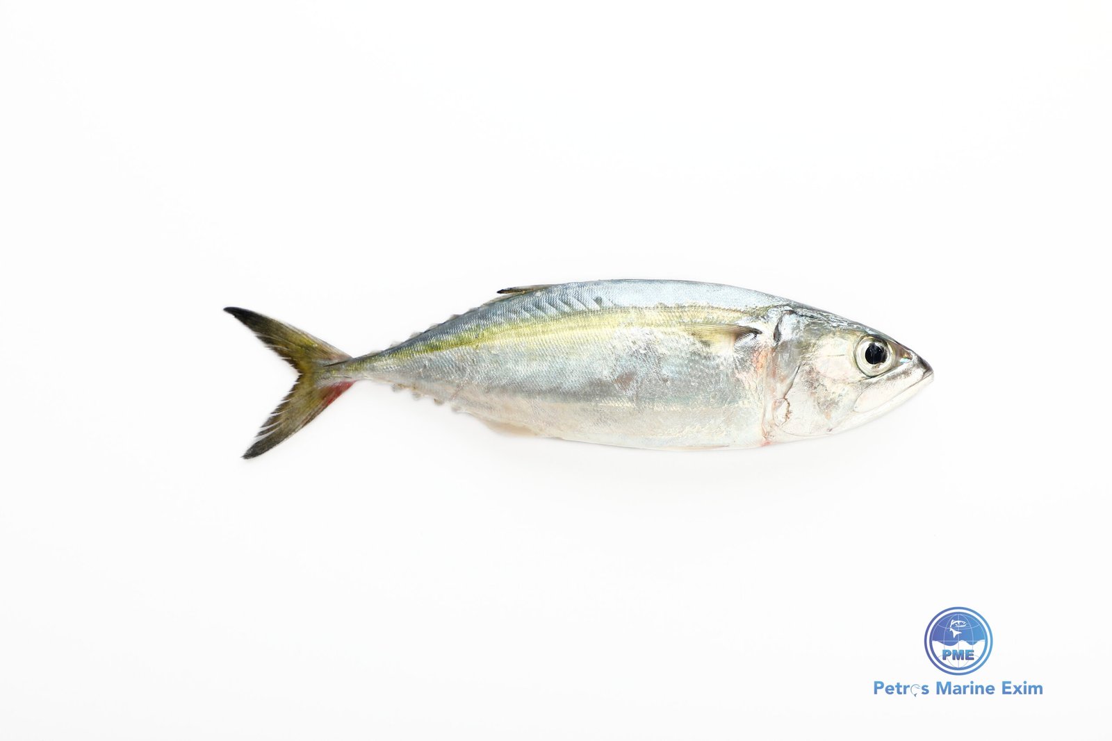 கானாங்கெழுத்தி மீன்<BR> INDIAN-MACKERL-KANAKATHA-FISH