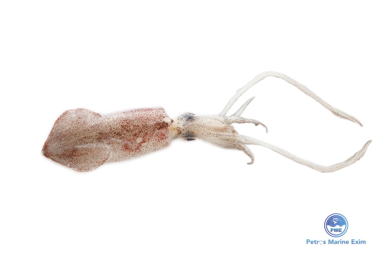 ஊசி கணவாய்  <BR>INDIAN-SQUID