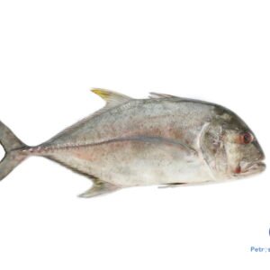 பாறை மீன் <BR>TREVALLY