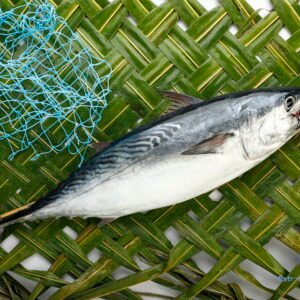 சூரை மீன் <BR> TUNA-FISH