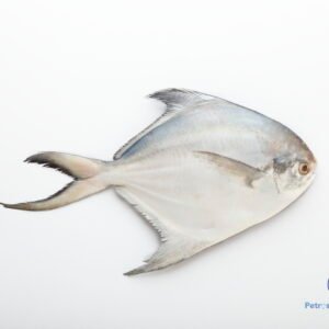 வெள்ளை வவ்வால் மீன் WHITE POMFRET