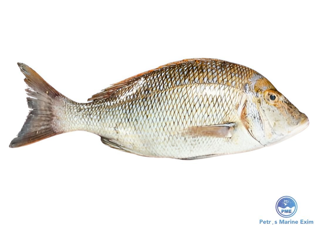 வெளை மீன்<BR> EMPEROR FISH