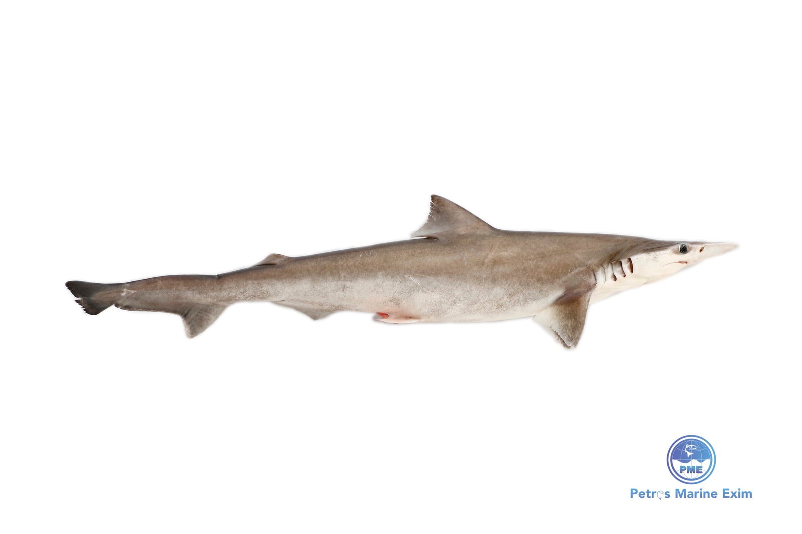 பால் சுறா <BR> MILK SHARK