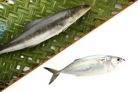 கடல் விரால் மீன் + கணாங்கெலுத்தி மீன் Kanankeluthi Fish(500G) +Kadal Viral(500G)